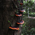 5pcs Resin Mushroom Tree Hugger Ganoderma Figurines Tree Sculpture Dark Mushroom Fairy Mushroom Garden Yard Decorations 250102